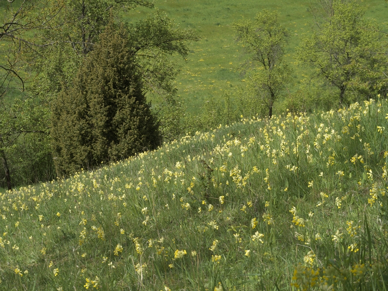Primrose meadow